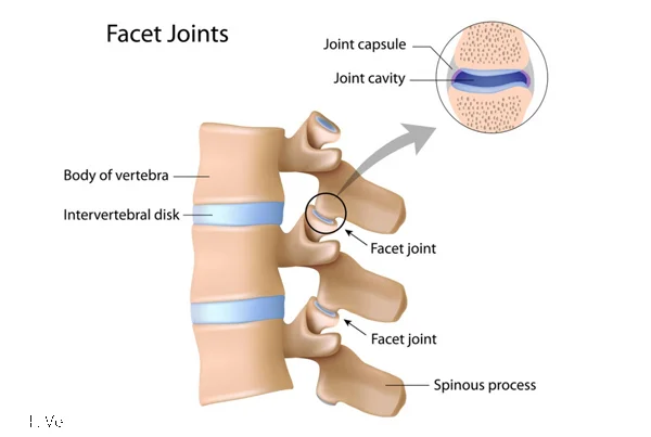 Facet Joint